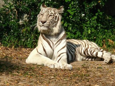 Chiang Mai Zoo, Thailand