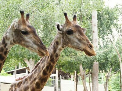 Chiang Mai Zoo, Thailand