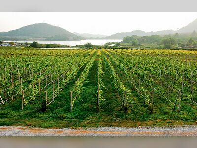 Silverlake Vineyard Pattaya, Thailand