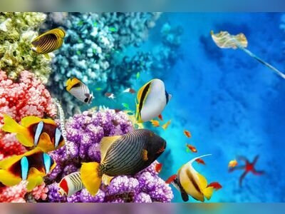 Underwater World Pattaya, Thailand