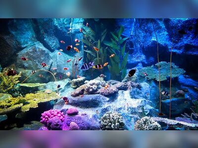 Underwater World Pattaya, Thailand