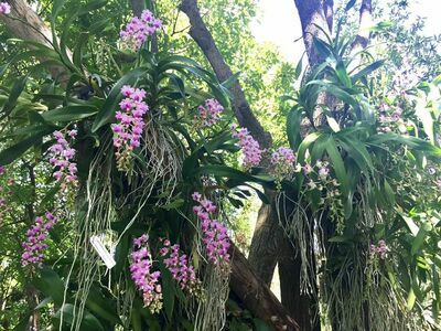 The Blooms Orchid Park, Ratchaburi, Thailand