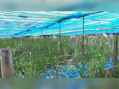 Udon Sunshine Orchid Farm, Udon Thani, Thailand