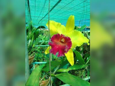 Udon Sunshine Orchid Farm, Udon Thani, Thailand