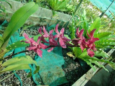 Udon Sunshine Orchid Farm, Udon Thani, Thailand
