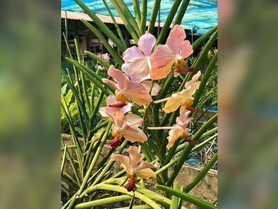 Udon Sunshine Orchid Farm, Udon Thani, Thailand