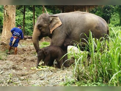 Thai Elephant Conservation Center, Lampang, Thailand