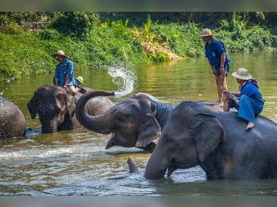 Thai Elephant Conservation Center, Lampang, Thailand