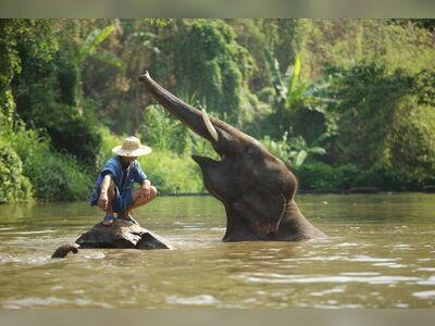 Thai Elephant Conservation Center, Lampang, Thailand