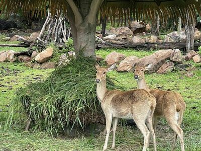 Khon Kaen Zoo, Khon Kaen, Thailand