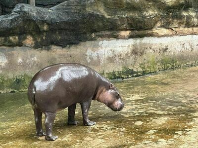Khon Kaen Zoo, Khon Kaen, Thailand