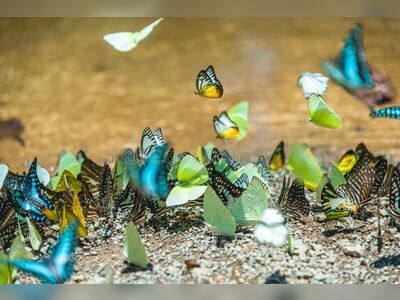 Kaeng Krachan National Park, Phetchaburi, Thailand