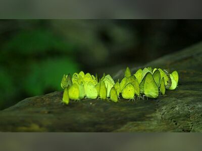 Kaeng Krachan National Park, Phetchaburi, Thailand