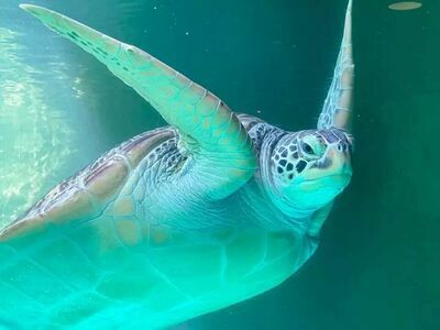 Rayong Aquarium, Thailand