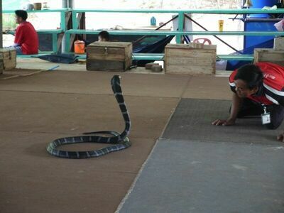 Ban Khok Sa-Nga (King Cobra Village), Khon Kaen, Thailand