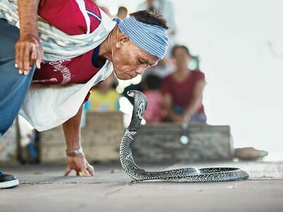 Ban Khok Sa-Nga (King Cobra Village), Khon Kaen, Thailand