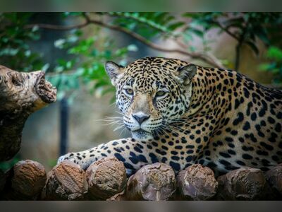 Korat Zoo, Nakhon Ratchasima, Thailand