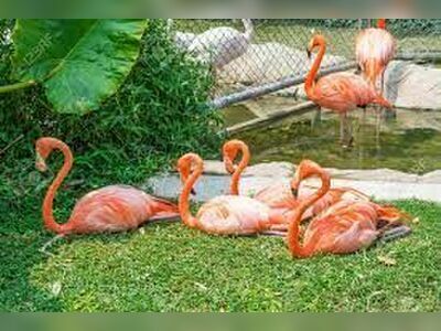 Korat Zoo, Nakhon Ratchasima, Thailand