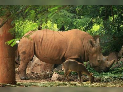 Korat Zoo, Nakhon Ratchasima, Thailand
