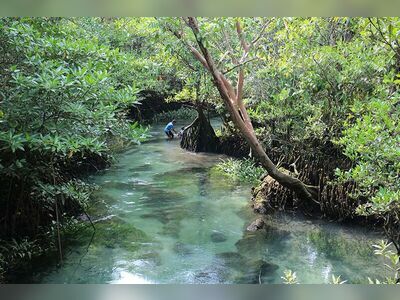 Ao Luk Mangroves, Krabi, Thailand: Nature’s Hidden Gem