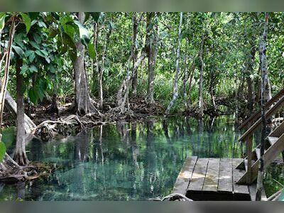 Ao Luk Mangroves, Krabi, Thailand: Nature’s Hidden Gem
