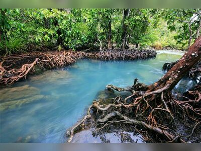 Ao Luk Mangroves, Krabi, Thailand: Nature’s Hidden Gem