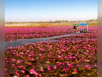 Red Lotus Sea (Talay Bua Daeng), Udon Thani, Thailand