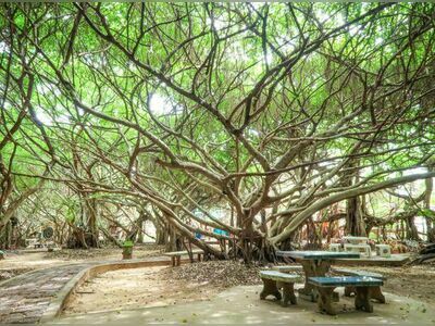 Sai Ngam, Nakhon Ratchasima, Thailand