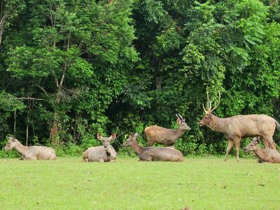 Khao Yai National Park, Nakhon Ratchasima, Thailand