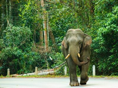 Khao Yai National Park, Nakhon Ratchasima, Thailand