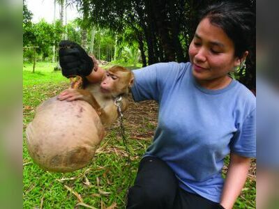 Monkey Training College, Suratthani, Thailand