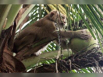 Monkey Training College, Suratthani, Thailand