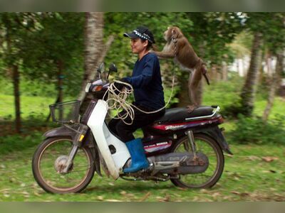 Monkey Training College, Suratthani, Thailand