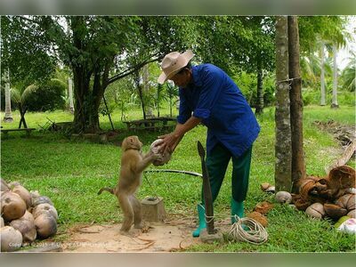 Monkey Training College, Suratthani, Thailand