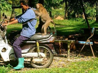 Monkey Training College, Suratthani, Thailand
