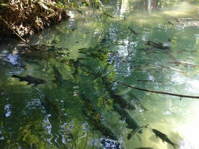 Tham Pla Fish Cave, Mae Hong Son, Thailand