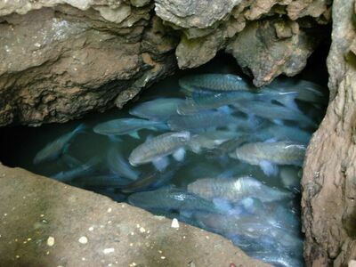 Tham Pla Fish Cave, Mae Hong Son, Thailand