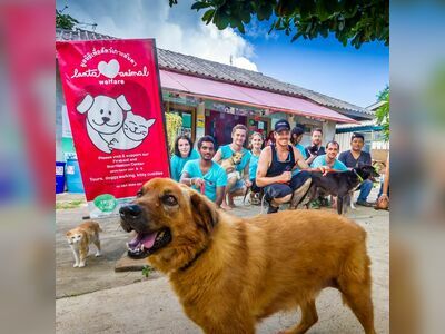 Lanta Animal Welfare, Thailand