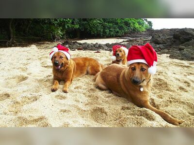 Lanta Animal Welfare, Thailand