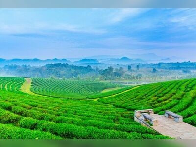 Choui Fong Tea Plantation, Chiang Rai, Thailand