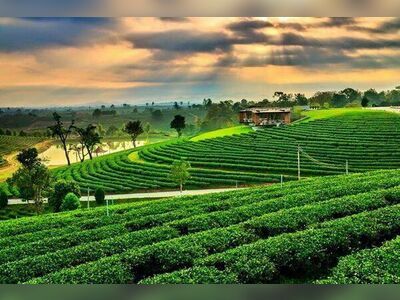 Choui Fong Tea Plantation, Chiang Rai, Thailand