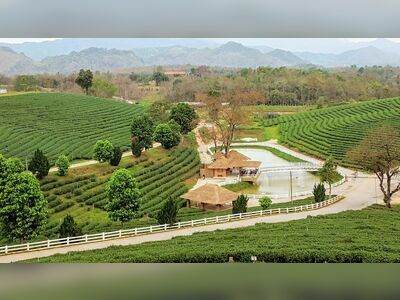 Choui Fong Tea Plantation, Chiang Rai, Thailand