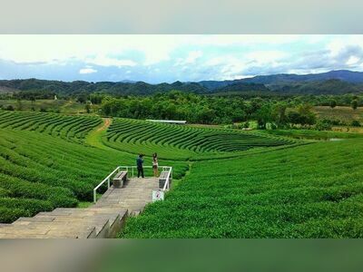 Choui Fong Tea Plantation, Chiang Rai, Thailand