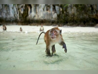 Monkey Beach, Koh Phi Phi, Thailand