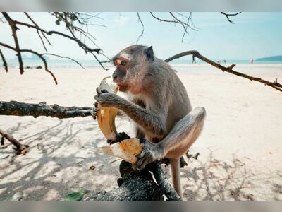 Monkey Beach, Koh Phi Phi, Thailand