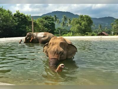 Samui Elephant Sanctuary, Koh Samui, Thailand