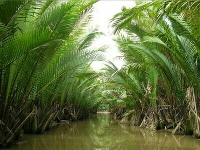 Tapee River Cruise, Suratthani, Thailand