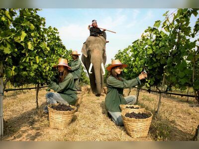 Hua Hin Hills Vineyard, Thailand