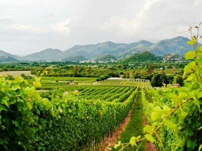 Hua Hin Hills Vineyard, Thailand