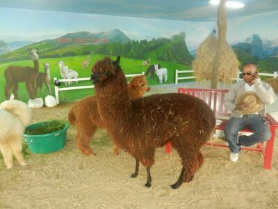 Swiss Sheep Farm, Hua Hin, Thailand